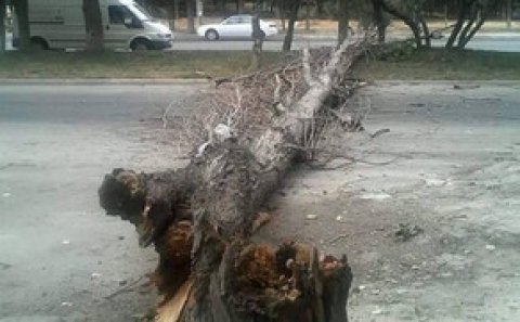 Külək Xaçmazda ağacı avtomobilin üstünə aşırıb, ölən və yaralanan var