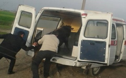 Təcili yardım maşınında inək daşınır -Tərtərdə FOTOLAR
