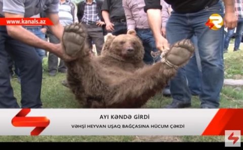 Bağçaya hücum edən ayının görüntüsü yayıldı VİDEO