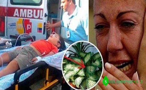 Bu ev bitkisini evinizdən kənarlaşdırın -  1 dəqiqəyə uşaqları, 15 dəqiqəyə isə böyükləri öldürür - FOTO