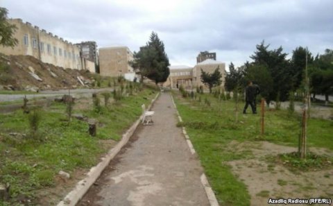 1 gün öncə əkilmiş ağacları evtikmə şirkəti qoparır