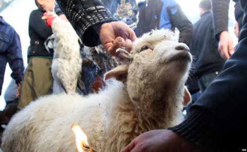 Müsəlmanlar və halal kəsilən heyvanların iniltisi...