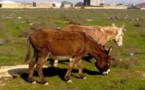 Yoxa çıxan 5 min eşşək dönərxanalara SATILIB? - RƏSMİ