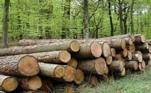 Qanunsuz ağac kəsilməsi faktı araşdırıldı - 2700 manat cərimə