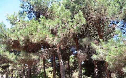 Bakının Nəbatat Bağı məhv olur – FOTO