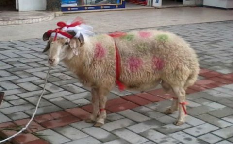 Qurban bayramı ilə əlaqədar sahibkarlara XƏBƏRDARLIQ