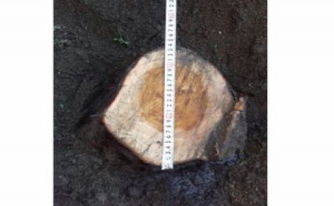 Bakıda 25-30 yaşlı ağaclar kəsildi: işə polis qarışacaq