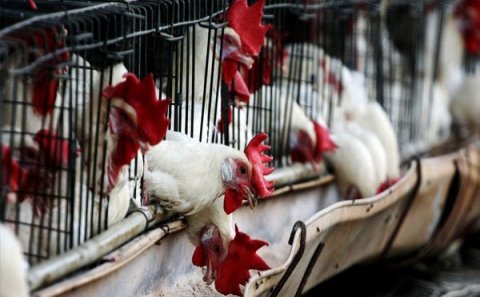 Dövlət Xidməti qadağa qoyub, Gömrük Komitəsi isə əməl etmir