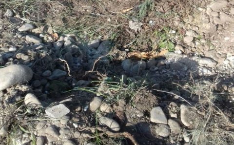 35 şam ağacını qoparıb aparan şəxs axtarılır – FOTO