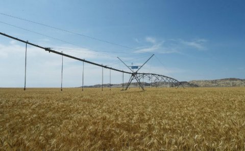 İlham Əliyev Goranboyda “Region Agro” MMC-nin açılışında 