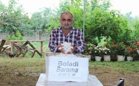 Lənkəranda barama yığımına başlanıldı (FOTOLAR)