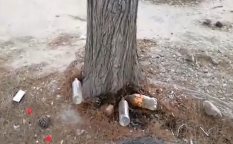 Bakıda görünməmiş vandallıq: Ağacların dibinə 