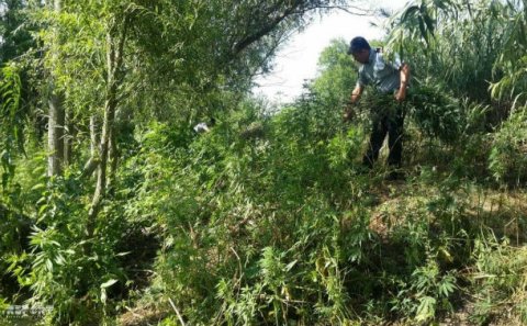 Külli miqdarda narkotik tərkibli bitki məhv edildi