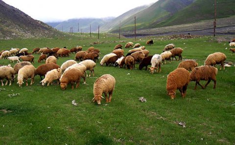 Bakıda həyətyanı sahədən 25 baş qoyun oğurlanıb