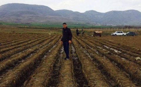 Bu cavan erməni aqronom Azərbaycan torpağında 115 min nar tingi əkdi...