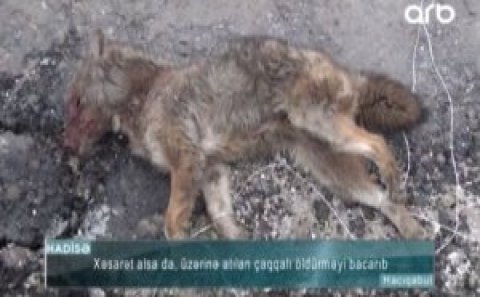 Hacıqabulda çaqqal çobanın barmağını qopardı