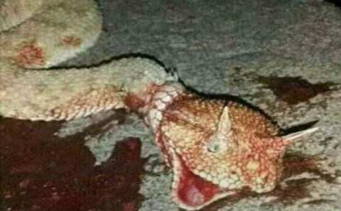 Ağsuda peyda olan böyük Qafqaz gürzəsi öldürülüb