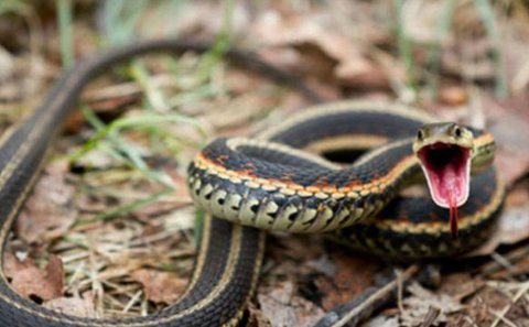 Bu il Azərbaycanda 44 nəfəri ilan sancıb