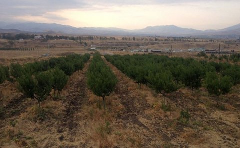 Ermənilər Xocalıda meyvə bağları saldı – FOTO