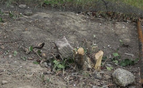 Bakıda ağaclar kəsildi, nazirlik hərəkətə keçdi