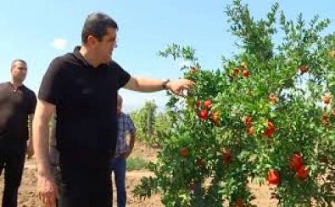 Qarabağda 1800 hektarlıq nar bağları da  Azərbaycanın nəzarətinə keçdi...