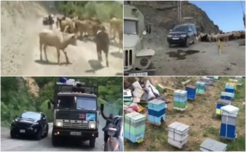 İşğaldan azad olunmuş ərazilərə heyvandarlıq təsərrüfatları necə gedir?