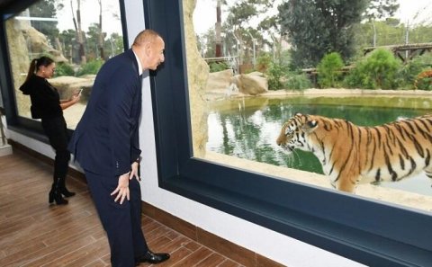Əliyevlə Putin pələngləri, Paşinyan isə itləri... – Korotçenko