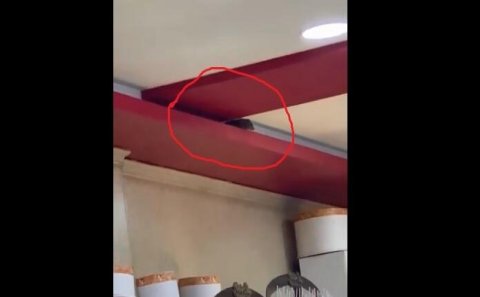 Bakıda bu məşhur restoranda siçanlar məskən saldı - VİDEO