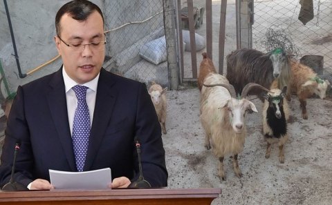 Nazirin əmri ilə verilən keçilər öldü: Məşğulluq Mərkəzi heyvanları tələb edir