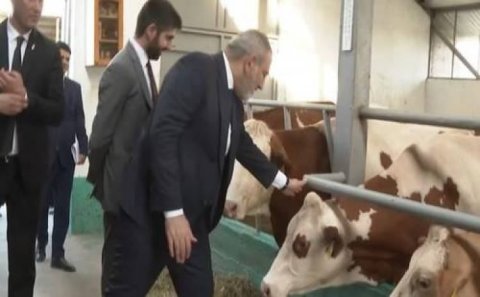 Paşinyanın inəklə “görüşü” qalmaqal yaratdı – Foto