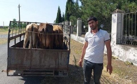 Məşğulluğun verdiyi inək xəstə olub? - Rəsmi