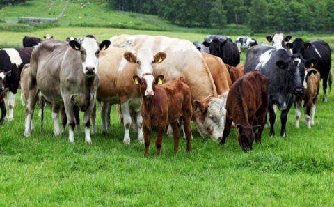 Azərbaycan əti bu ölkələrdən alır - SİYAHI